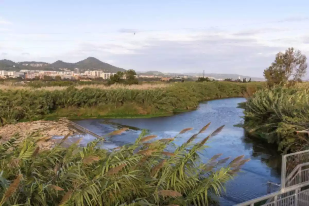 El río Llobregat, a su paso por Sant Joan Despí