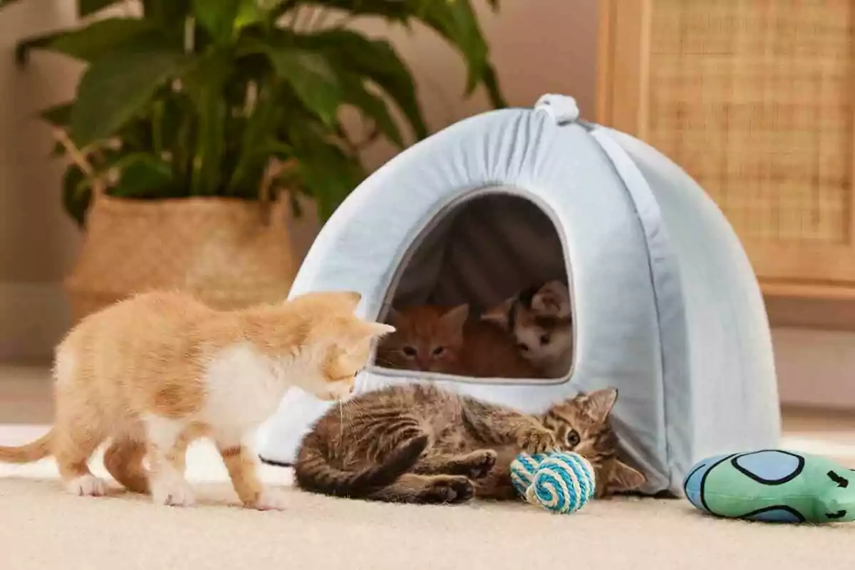 Gatitos jugando con juguetes cerca de una casita de tela en una habitación con una planta en el fondo.