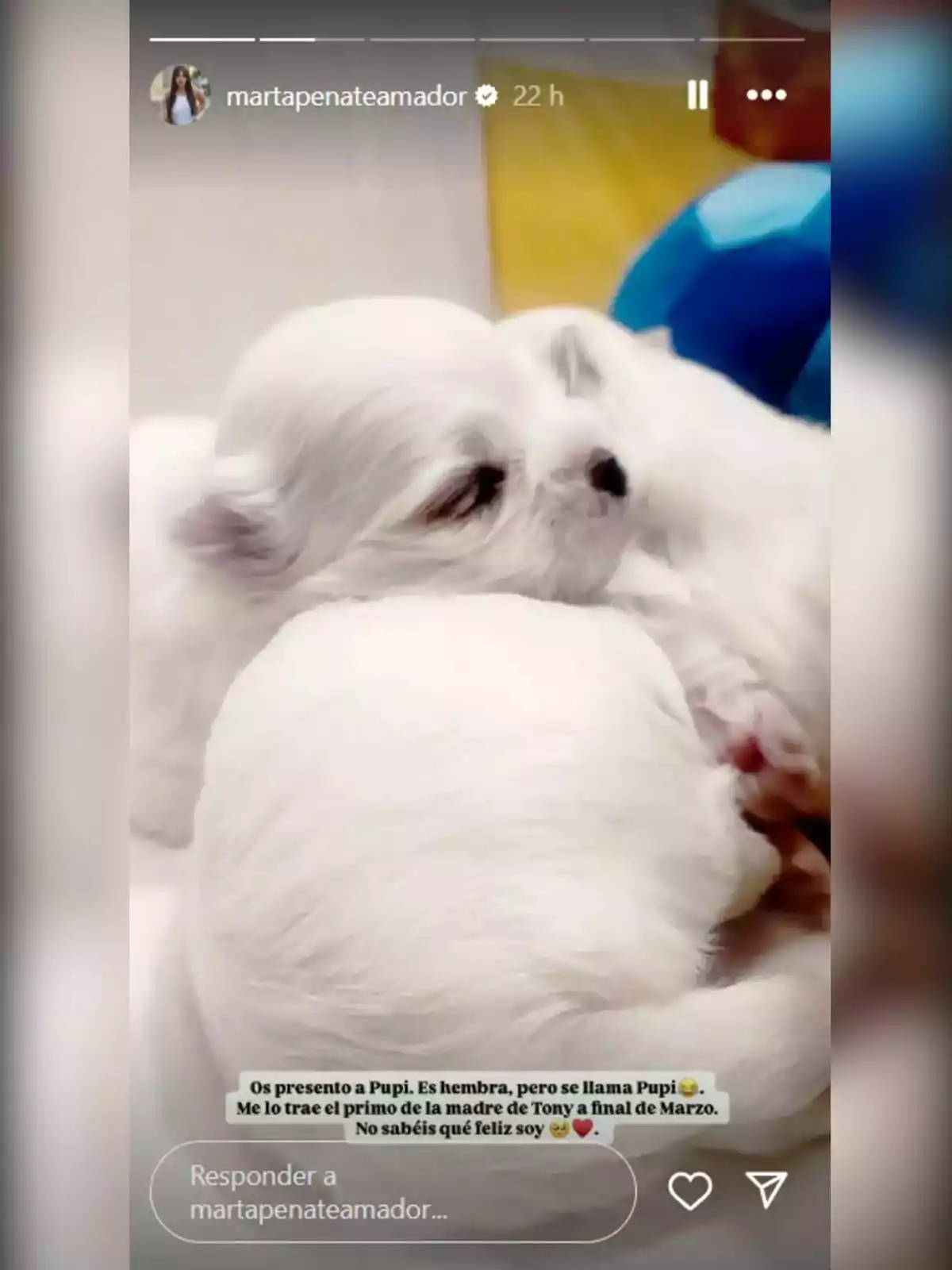 Dos cachorros blancos durmiendo juntos en una imagen compartida en una historia de Instagram. Dos cachorros blancos durmiendo juntos en una imagen compartida en una historia de Instagram.