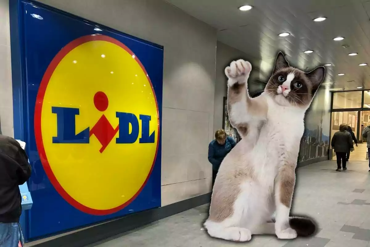 Un gato grande frente a una tienda con el logo de Lidl.