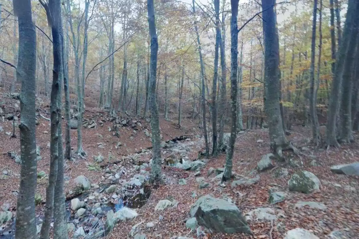 Bosque en el Turó de l'Home, Vallés Oriental Bosque en el Turó de l'Home, Vallés Oriental