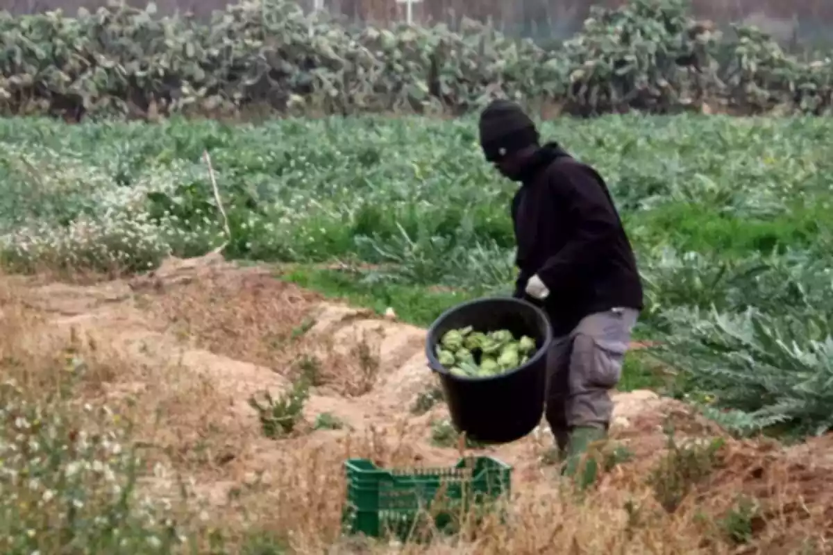 Plano general de una cosecha donde aparece un agricultor recogiendo alcachofas