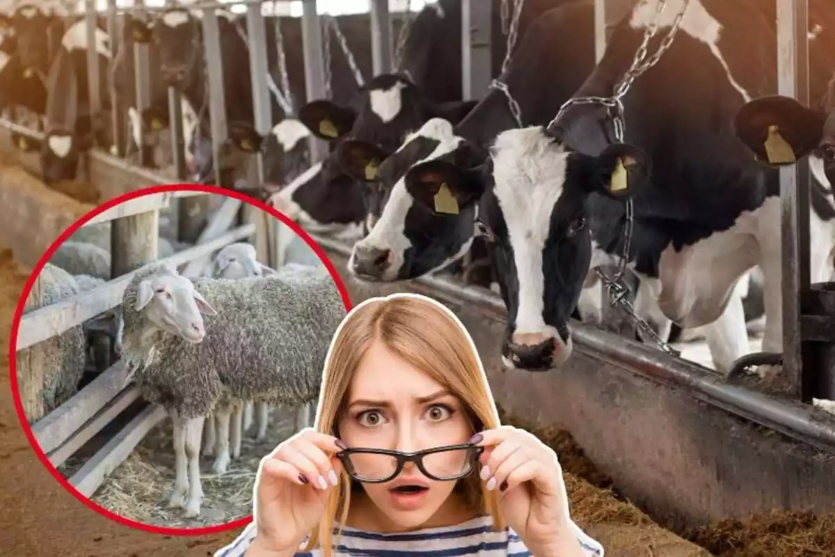 Imagen de fondo de dos granjas con vacas y ovejas y otra imagen de una persona con gesto de sorpresa