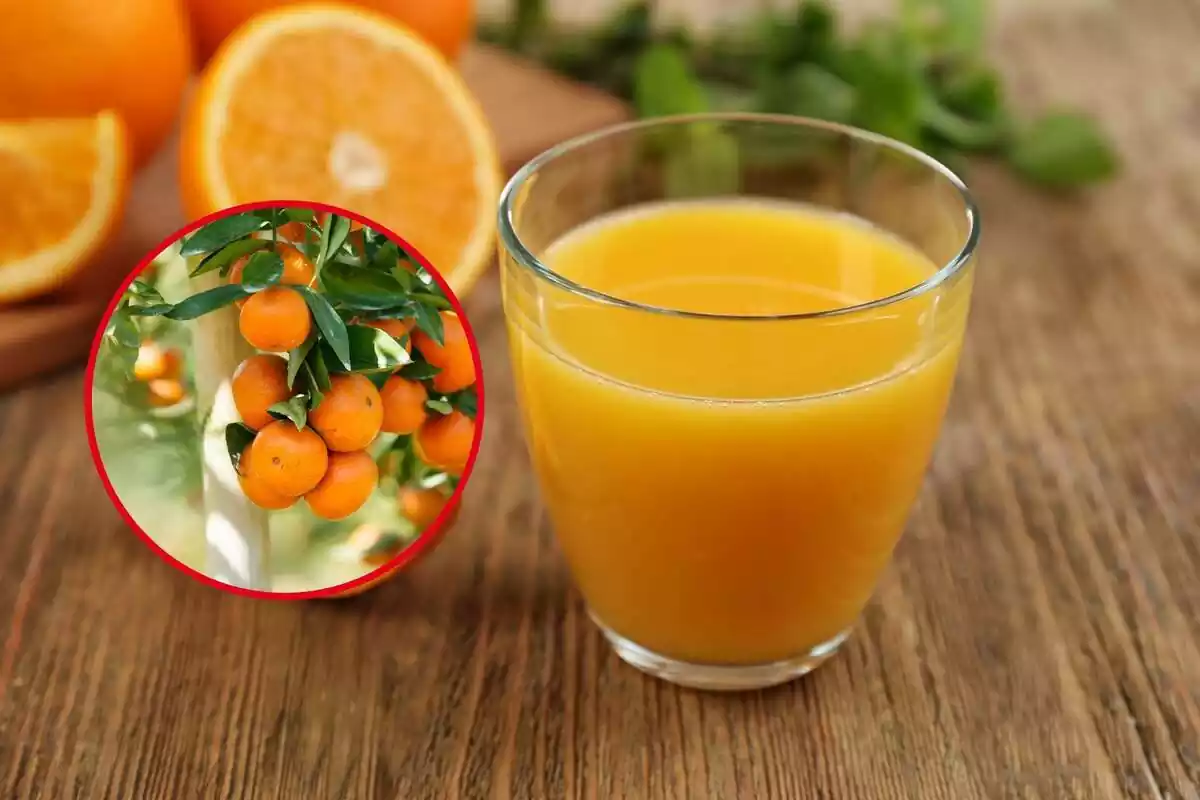 Montaje con un vaso lleno de zumo de frutas y unas mandarinas en una rama